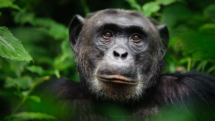 Freed Chimpanzee Sees Open Sky For The First Time Ever BIG 105.9
