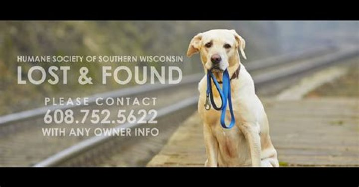 Toledo's Lifeline: Lost And Found Pets