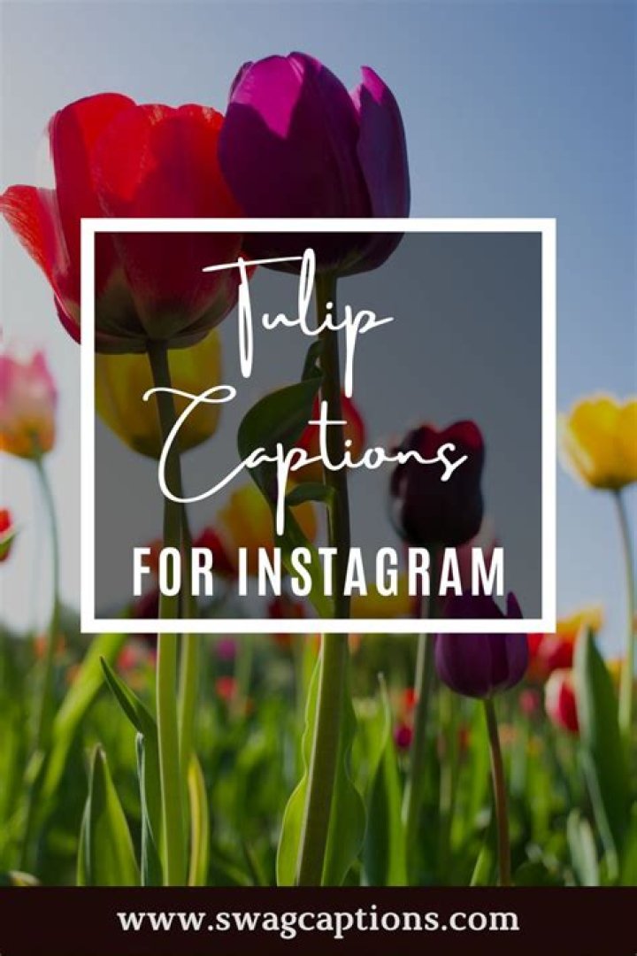 Ultimate Guide To Captivating Tulip Captions: A Comprehensive Source